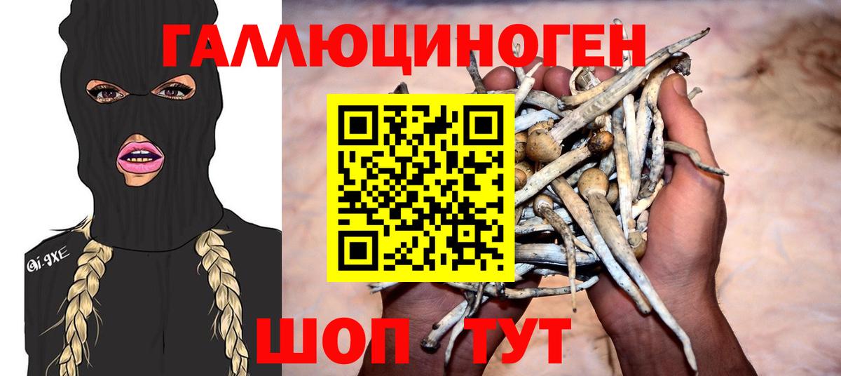 Псилоцибиновые грибы Psilocybine cubensis Ахтубинск